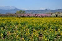 小布施 千曲川河川公園の菜の花畑やハナモモと北信五岳の山々 28-Apr-2019
