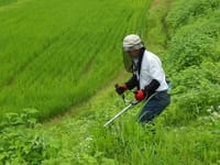 今年も新潟県小千谷市の棚田で稲刈りお手伝い