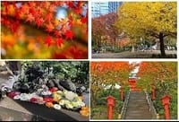 ☆都内紅葉散策　新宿区の箱根山～早稲田～肥後細川庭園周辺を歩きましょう
