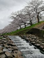 【ｲﾍﾞﾝﾄ】佐保川の桜を訪ねて