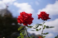 大阪・中之島公園のバラ