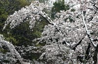 桜に雪