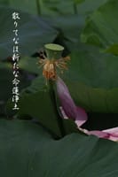 今日の俳句　　蓮の花
