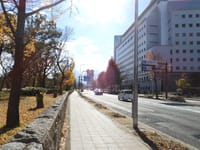 大阪城公園西側の街路樹