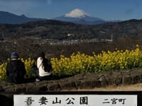 ✿ 早咲き菜の花と雪化粧の富士山 🗻~二宮町の吾妻山公園