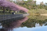 三浦海岸・河津桜と黒崎・三戸浜磯歩き