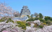 世界遺産・姫路城と満開の桜