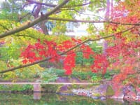 大田黒公園の赤と緑、大田黒公園のライトアップ用竹材、部分月食