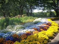 「小金井公園の花々もいきいきと咲いています」
