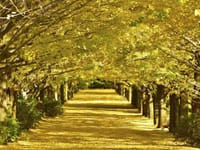 黄葉紅葉のライトアップを撮りに行きましょうo(^▽^)o…昭和記念公園♪