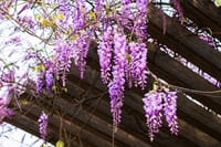 ⛩！亀戸天神社の藤の花🥀ぼたん鑑賞＆🍴ランチ🍃
