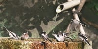 水琴窟のつくばいに集う野鳥　エナガ