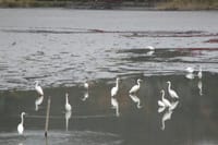 　水を抜いた広沢の池に多くの野鳥が餌を漁っています。