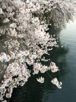 横浜のお花見スポット大岡川プロムナード歩く、ランチは予約が難しいお店で