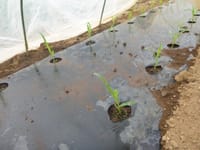 オクラ、トウモロコシの定植