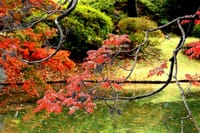 写真３枚は、六義園の紅葉、大田黒公園の紅葉、北参道の銀杏並木