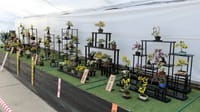 第３７回 日本菊花全国大会『小品盆栽花壇の部』（２０２０年１１月１９日）
