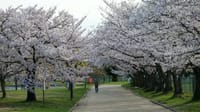 白鷺公園の桜（２０２２年４月１日）LUMIX DC S5