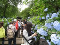 第2回　北鎌倉の紫陽花鑑賞と歴史ある寺巡り