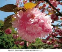[桜]世界に広がる関山
