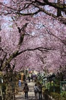 日程変更　7日に　安行の木々と安行桜　春を感じる植木の里散策コース