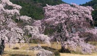 春の平安郷　お花見　　京都