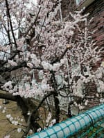 近所の桜が咲きました～～