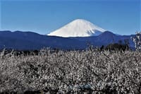  < お気に入り >     " 🗻富士山と、✿花まつり " とのコラボ！