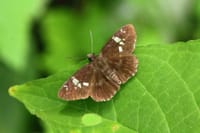 今年出会った🦋蝶たち ⑭ 小さな蝶々
