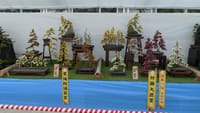 『第３６回 日本菊花全国大会』国華園（２０１９年１１月６日）静止画