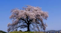 こちらは樹齢330年だが見応え十分「わに塚の桜」（韮崎市）