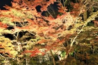 東山植物園　｢紅葉＆ライトアップ」🍁🍁🍁