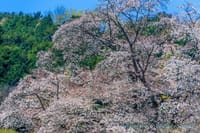 岩淵の一本桜が満開に