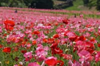可愛らしいポピーの花を撮りに行きましょうo(^▽^)o…くりはま花の国