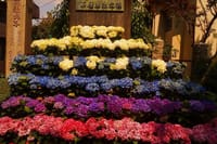 白山神社の紫陽花を中心に写真を撮る