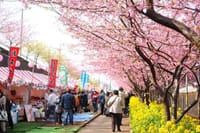 一足早く春の訪れを感じましょう　三浦海岸桜祭り