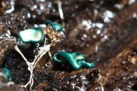 緑青腐菌