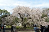 「六義園」の「しだれ桜」を見て来ました。