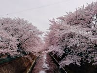 4か月振りの娘一家訪問と寄り道桜並木散策　　　2022年4月2日