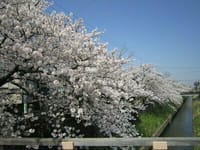 3/25(土) 桜の花見会のお誘い