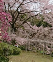 京都植物園吟行