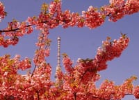 亀戸天神へ、梅などは盛りを過ぎていたが綺麗だった！