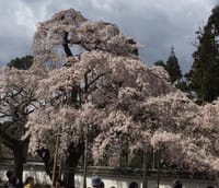 醍醐寺の桜見物