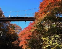 奥多摩だからの吊り橋と紅葉ですが残念な姿も・・・