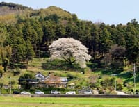 糸島の春　松国一本桜と古民家ランチ