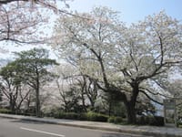 和布刈公園の桜