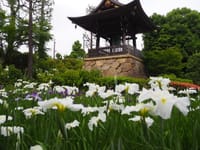 正覚寺の花菖蒲と紫陽花