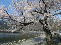 桜・さくら・京都の桜