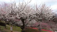 梅が咲くころの岩本山