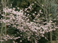 裏山の河津桜眺め妻と2人でお花見…🌸🌸💛💛💕